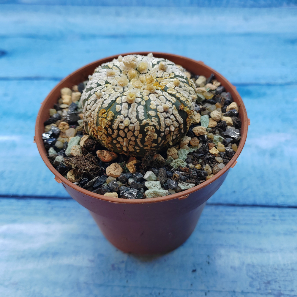 Astrophytum Asterias "Super Kabuto" (Астрофитум)
