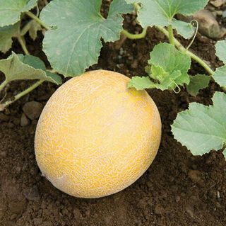 Дыня Идилия 25 грамм