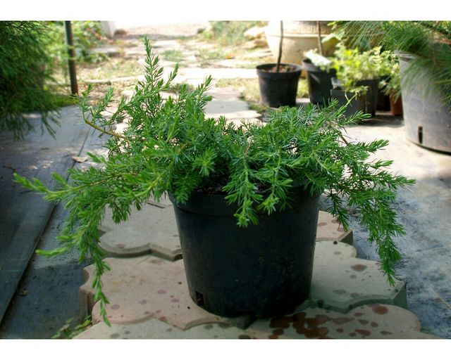 Можжевельник прибрежный