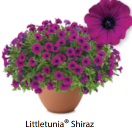 ЕВРО Петуния Littletunia Shiraz ОКС укорененные черенки 15-20 февраля