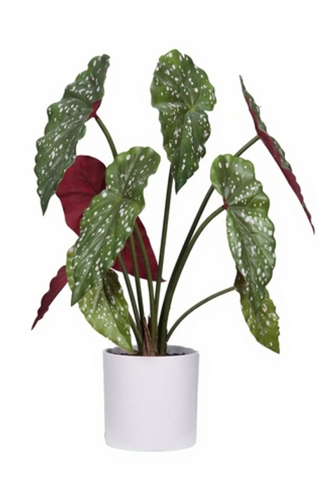 Бегония Макулата куст из 9 листьев в кашпо