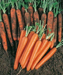 Сопрано F1 семена моркови нантской (Vilmorin / Вильморин)