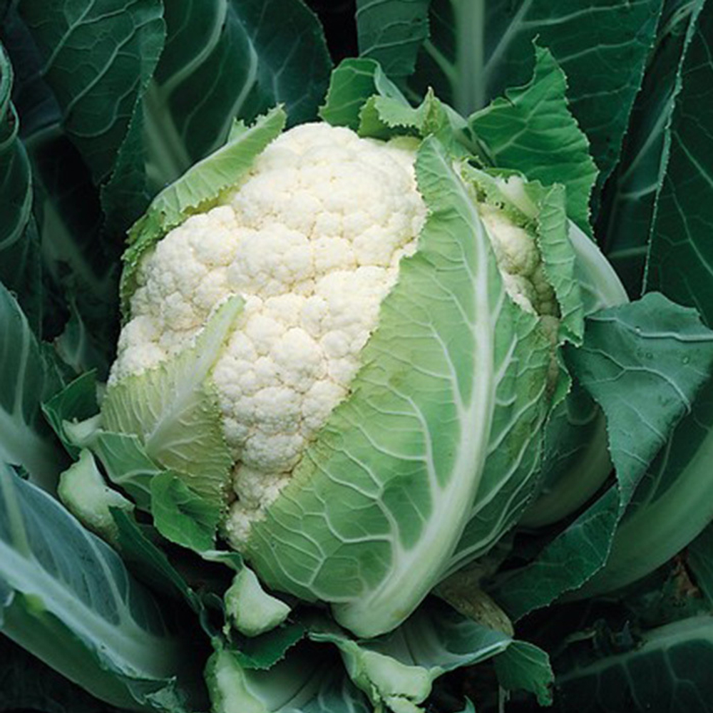 Брюс F1 семена капусты цветной (Syngenta / Сингента)