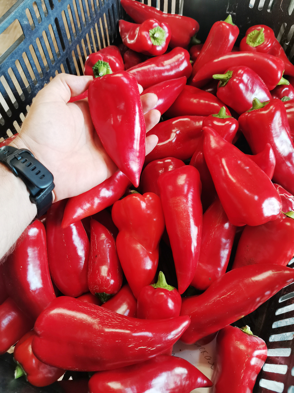 Перец Сахарный — Вишнёвое Вино