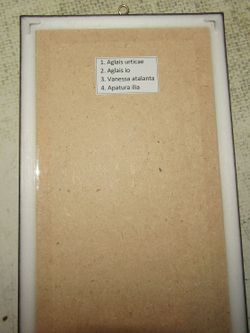 Бабочки Нимфалиды в рамке