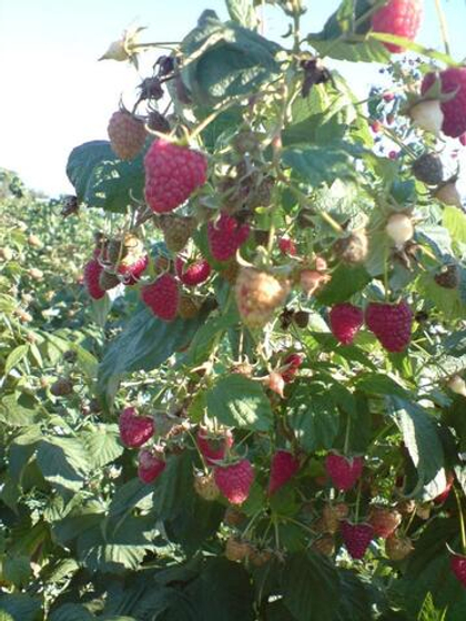 Малина ремонтантная сорт Полька