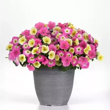 S57155 Петуния ампельная E3 Easy Wave Mix Sweet Taffy 100 шт.
