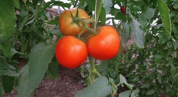 МАРТЭЗ F1 семена томата Seminis отзывы – фото 8