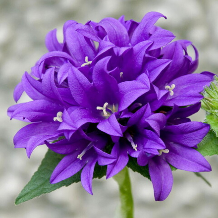 Колокольчик скученный. Campanula glomerata.