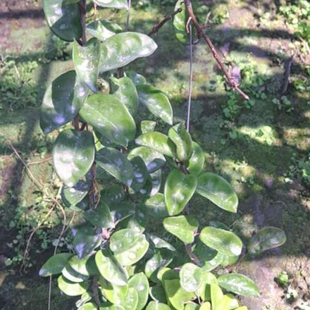 Хойя CARNOSA KRINKLE 8