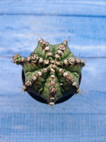 Gymnocalycium T-Rex Pink hybride (Гимнокалициум T-rex)