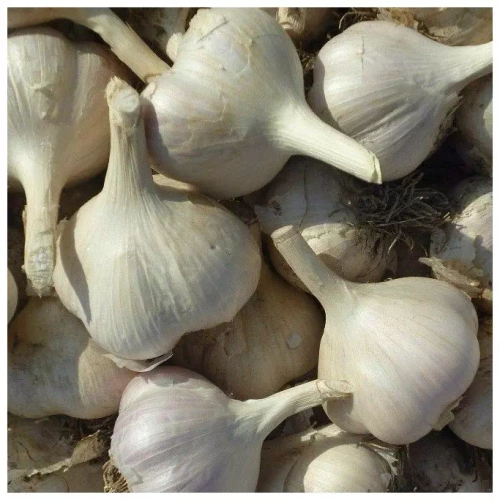 Чеснок озимый Подмосковный
