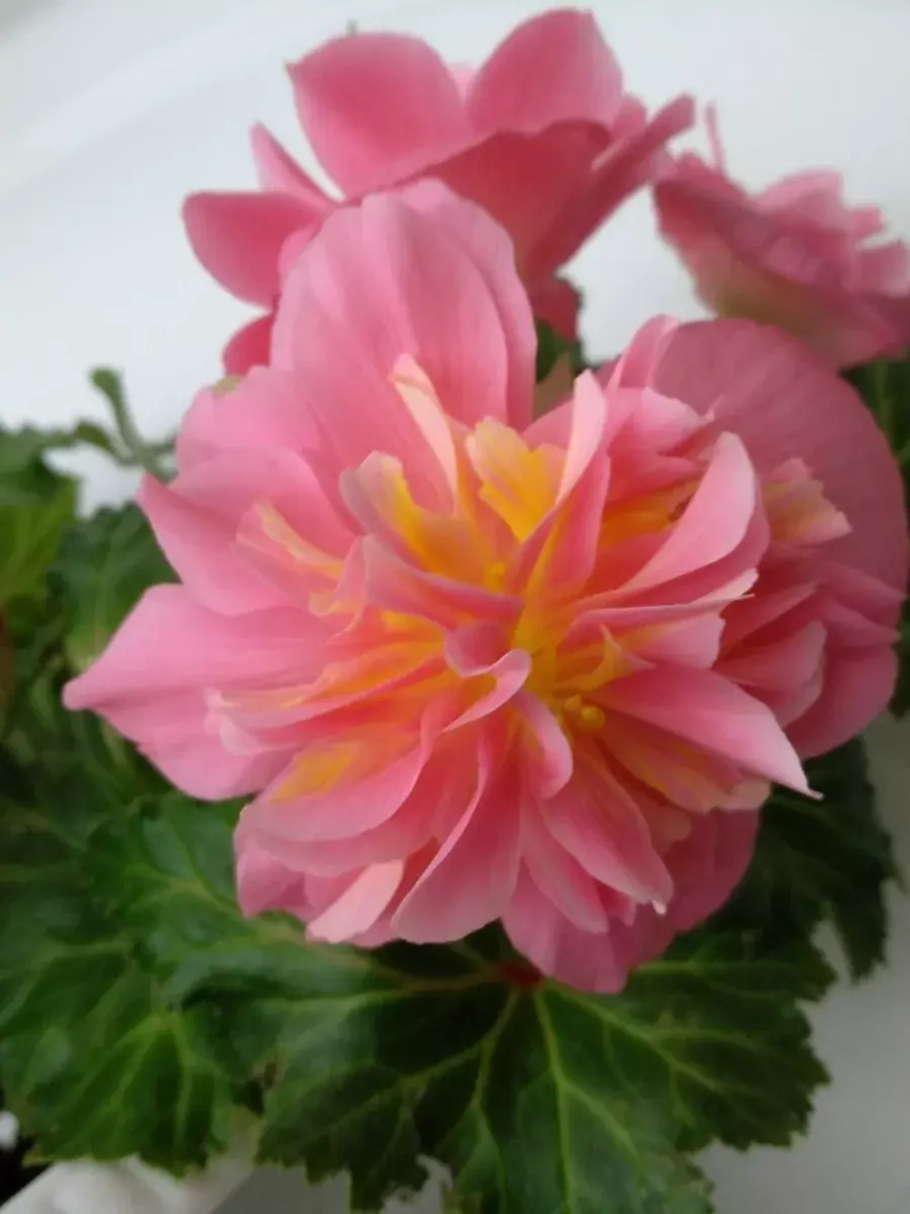 Семена цветов бегония Фортун F1 розовая -4 шт