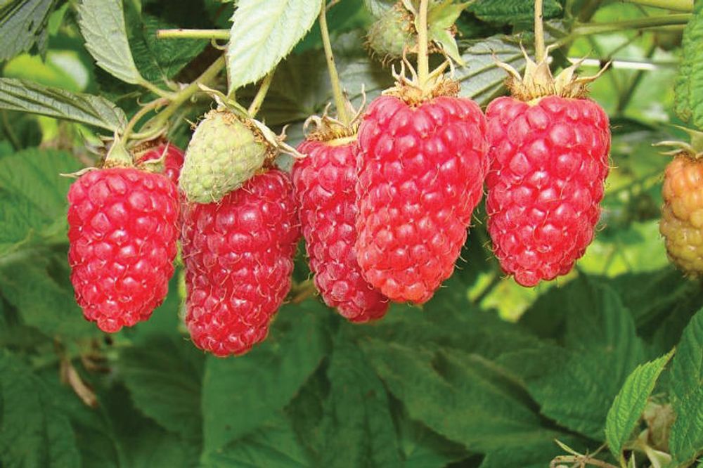 Малина традиционная Лячка