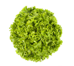 Отили семена салата батавия (Rijk Zwaan / Райк Цваан) (1000 шт., Драже)