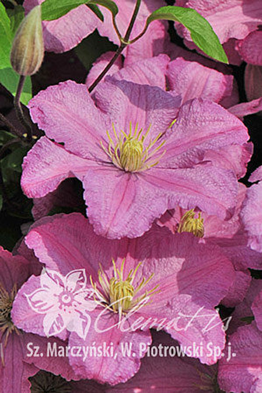 Клематис гибридный Комтесс Де Бушо Закупка М33 апрель 2026