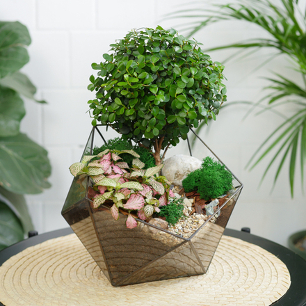 Готовый флорариум бонсай Мирсина Икос