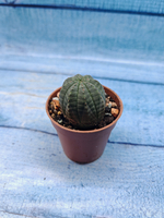 Euphoria Obesa (Эуфорбия)