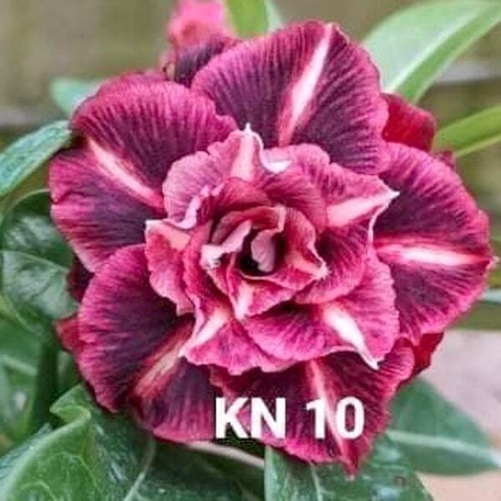 Адениум обесум 314 Kim Ngọc 10