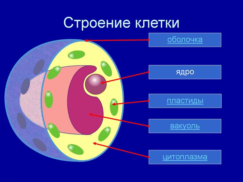 Модель-аппликация Строение клетки — купить по ФГОС | Учебный стандарт