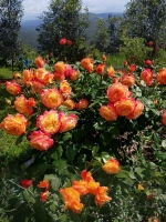 Роза флорибунда Темпи Модерни