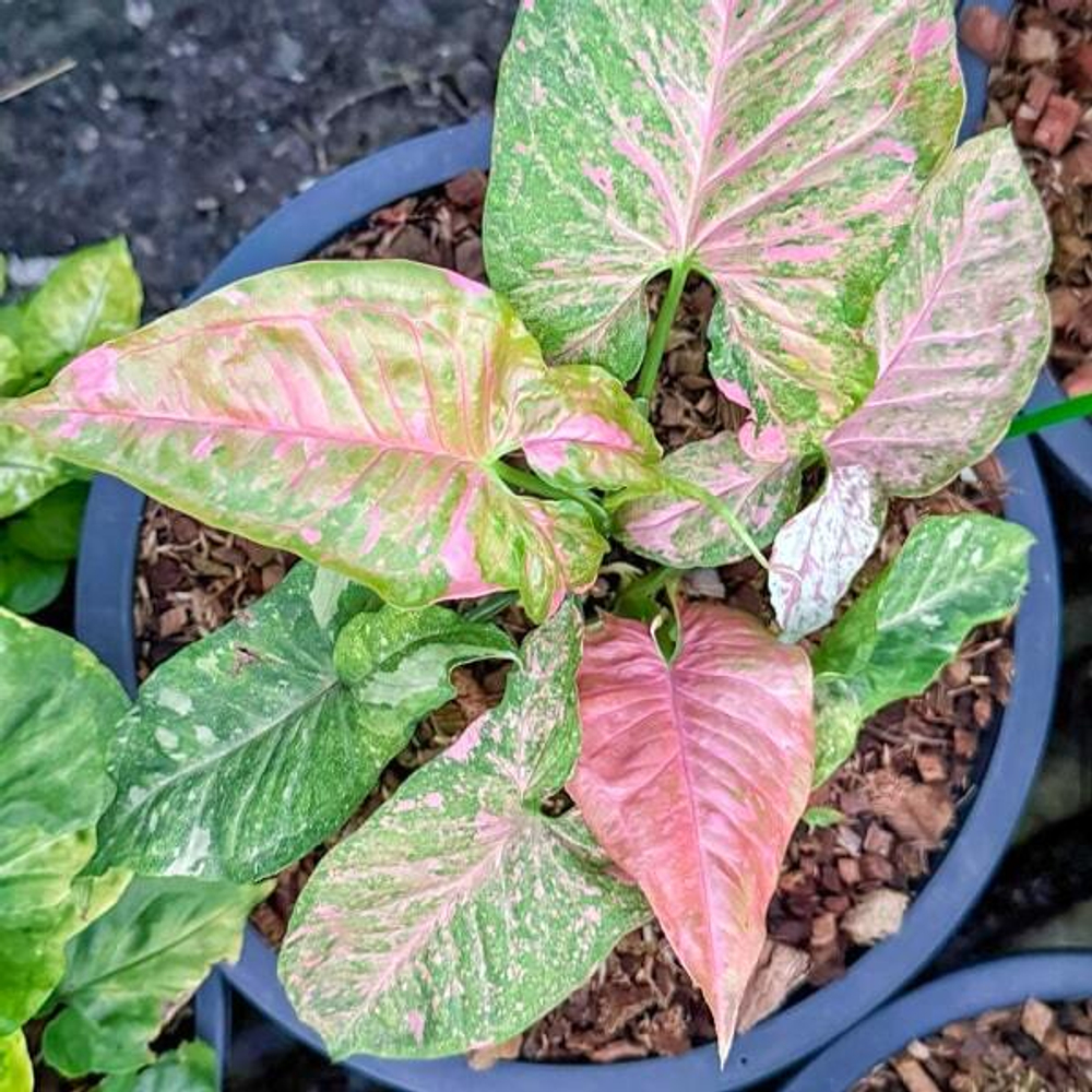 Сингониум PINK STAR GALAXY