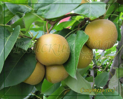 Груша Сикотель (японская, песочная, тайваньская,азиатская, наши или нэши)