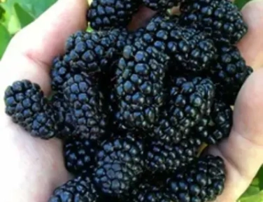 Ежевика июнь 2026