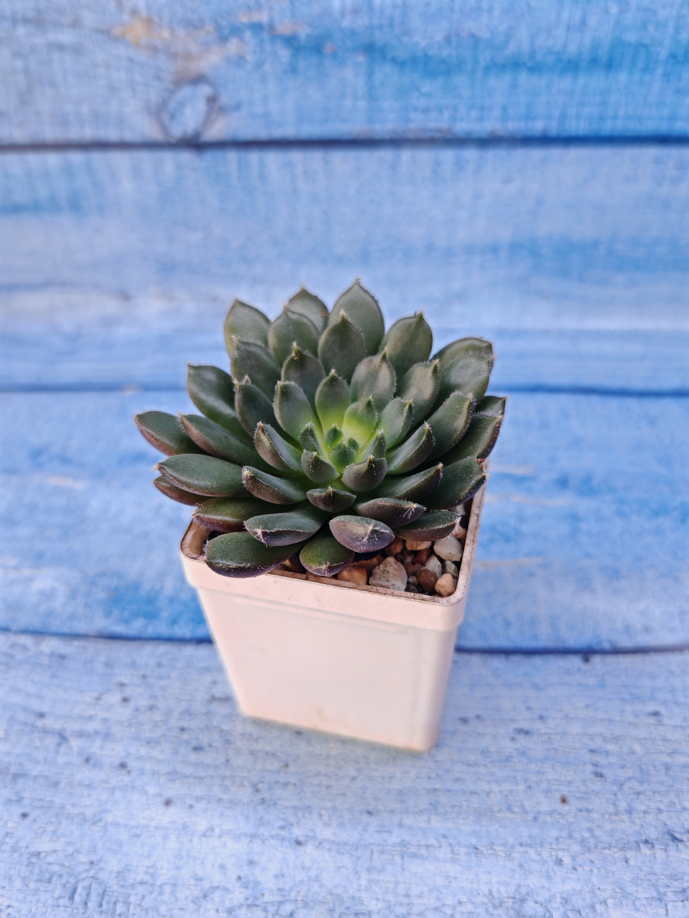 Echeveria Scorpio (Эхеверия)