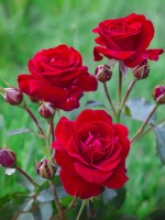 Роза флорибунда Нина Вейбул