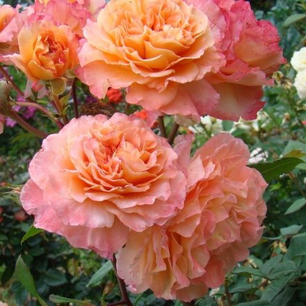 Августа Луиза (Augusta Luise)