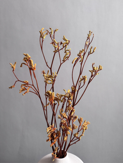 Анигозантус стабилизированный