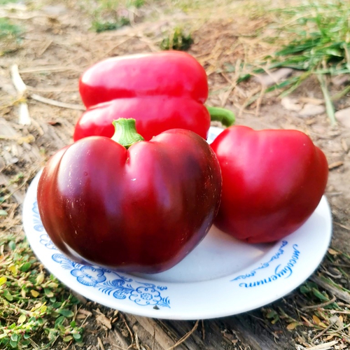 Перец Сладкий - Барбекю