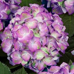 «Свит Липс Пурпл» ("Sweet Lips Purple") Гортензия крупнолистная июль 2025 г.