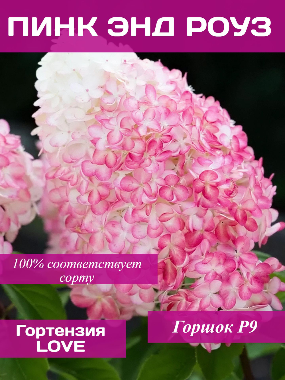 Гортензия метельчатая Пинк энд Роуз