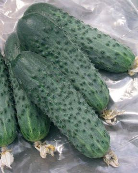 САТИНА F1 семена огурца Nunhems купить – фото 6