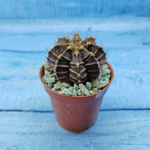 Gymnocalycium Friedrichii (Гимнокалициум)