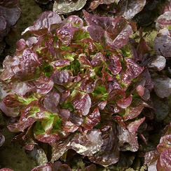 Вулсини семена салата листового (Seminis / Семинис)