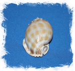 Фалиум Бандатум, 8-10см, 1шт