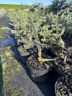 Ель сербская Брунс Р9 30-40 см Закупка М62 апрель-май 2026