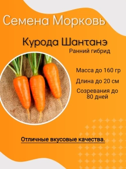 Семена Морковь