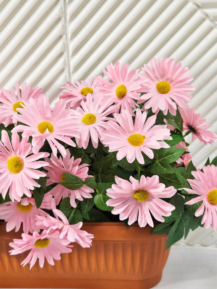 Хризантема розовая в балконном ящике