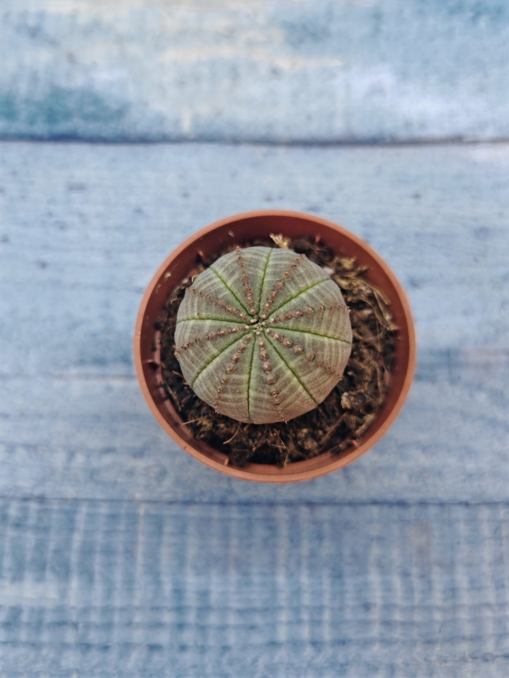 Euphoria Obesa (Эуфорбия)