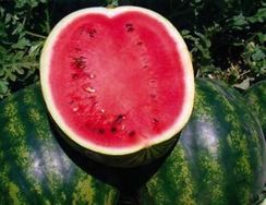 КРИМСОН РУБИ F1 семена арбуза (Sakata | Alexagro)