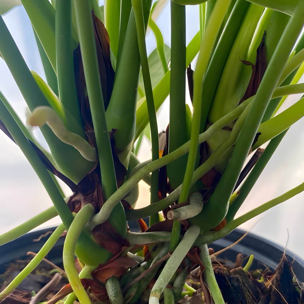 Антуриум Андрэ SAMORA