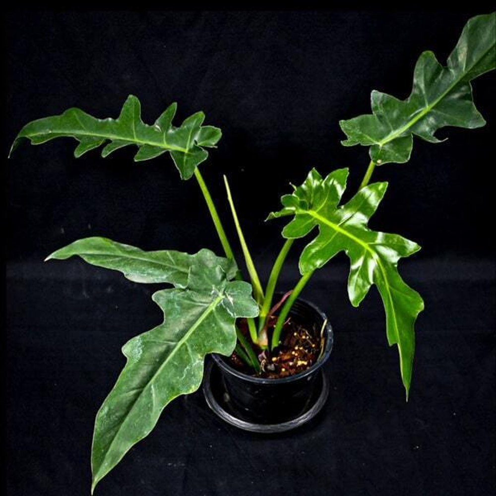 Филодендрон BOB CEE