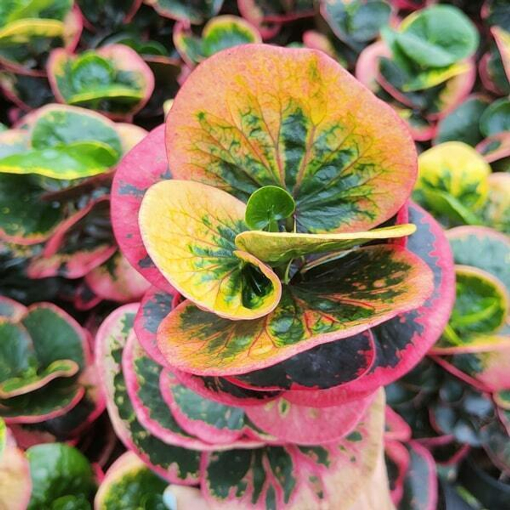 Кротон ROSE – GULAP