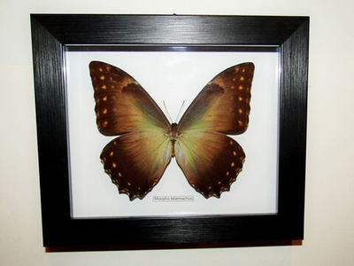 Бабочка Morpho telemachus в рамке