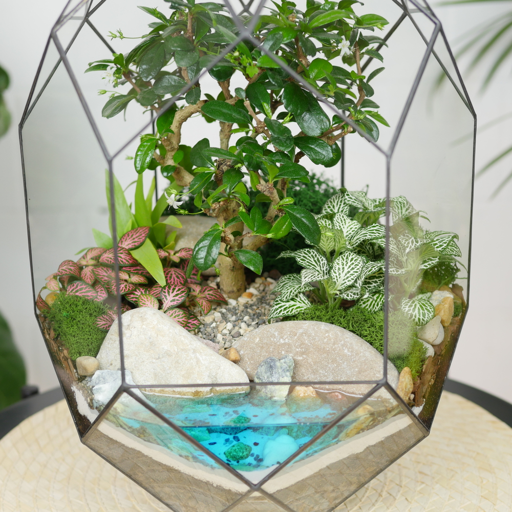 Готовый флорариум бонсай Кармона Цефей с озером