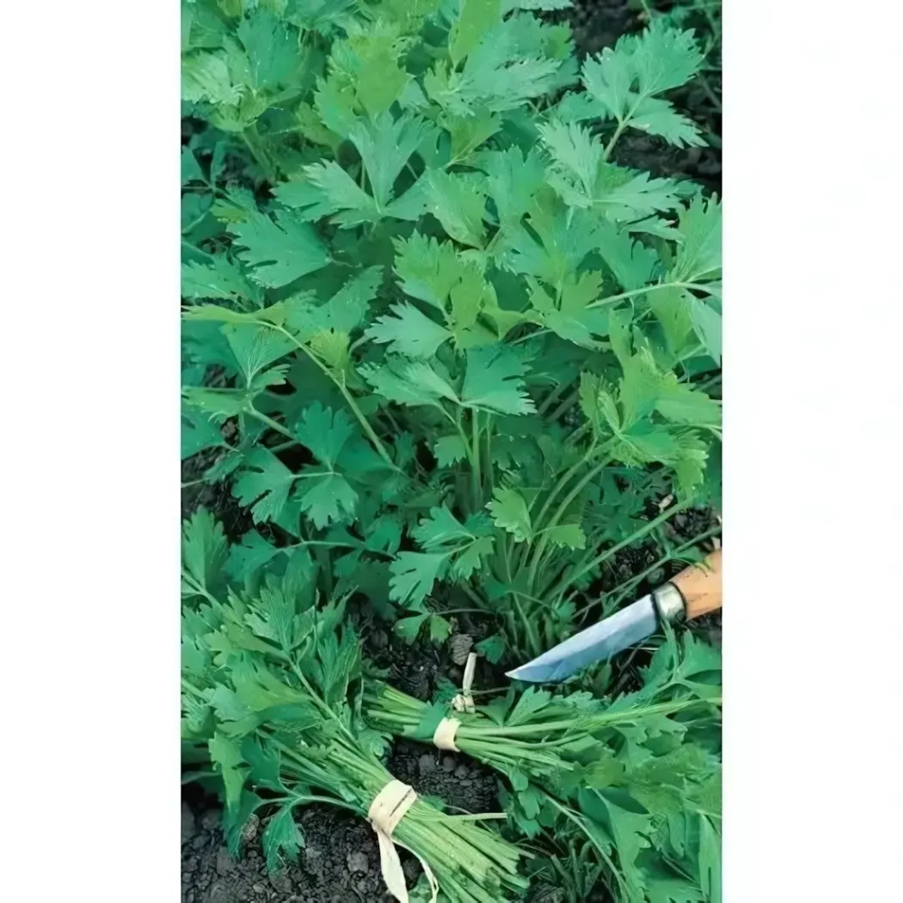 Семена Петрушка Богатырь - универсальная (УД) Е/П